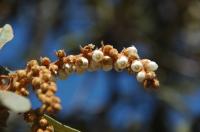 Clethra rosei image